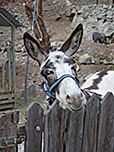 Esel beim Gasthof Burgfrieden