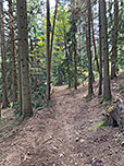 ...und steigen über einen Waldweg bergab