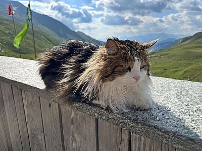 Die Hüttenkatze hat sich auf der Terrasse einen bequemen Platz gesucht