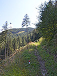 ...durch nun lichteren Wald bergauf