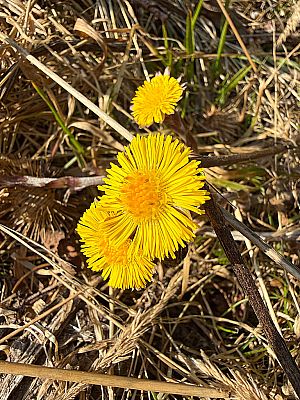 Huflattich am Wegesrand