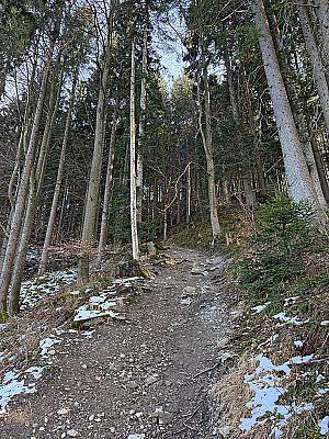 Ein kleiner Waldweg leitet uns zu Beginn steil bergauf