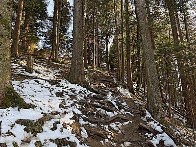 Wir nähern uns dem Waldrand...