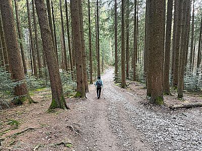 Dann tauchen wir in den schattigen Bergwald ein...