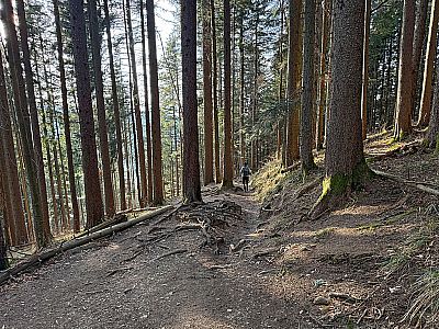 Wir folgen dem Waldpfad in östlicher Richtung...