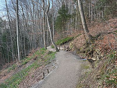 ...und steuern nach einem lichten Waldstück...