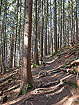 Durch schattigen Wald folgen wir dem wurzeligen Weg hinauf...