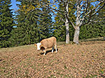 Kuh im Herbstlaub