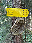 ...wandern wir in den Bergwald hinein