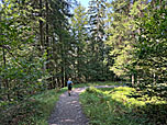Der Waldweg...