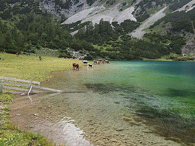 Die Kühe trinken im türkisblauen Wasser