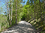 Durch lichten Wald...